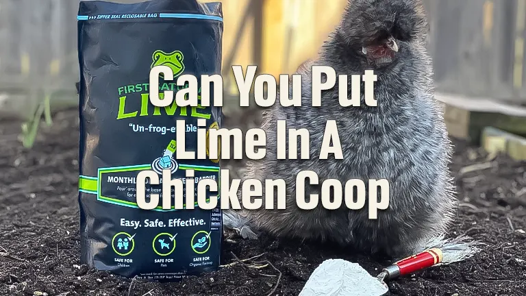 Can You Put Lime in a Chicken Coop? Analyzing Safety and Best Practices