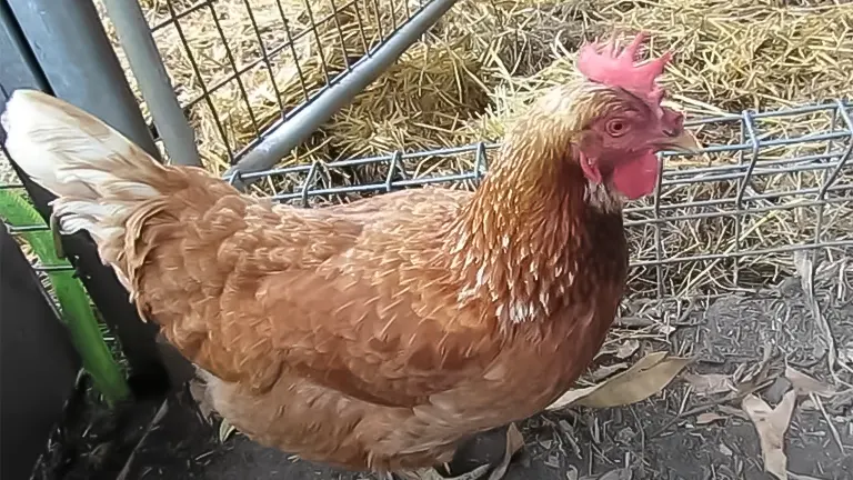 A brown chicken with a red comb standing in a coop with straw and a metal fence in the background