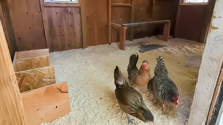Two chickens inside a wooden coop with a sawdust-covered floor, a nesting box, and a wooden bench