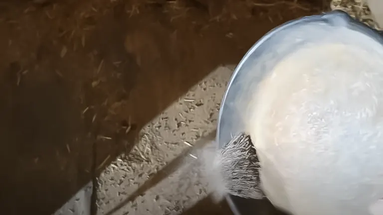 Lime being poured onto the floor of a chicken coop