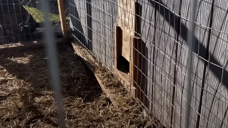 Close-up of a DIY chicken coop's exterior with a small wooden entry door and straw-covered ground