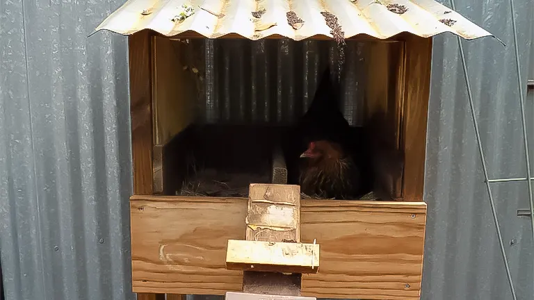A chicken peeking out from a wooden nesting box with a corrugated metal coop in the background