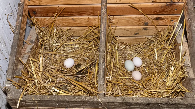 Eggs laid in a simple homemade wooden nesting box filled with straw