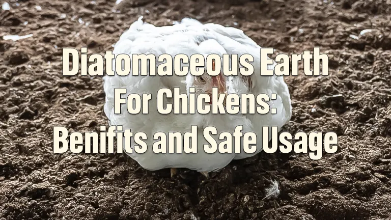 Diatomaceous Earth for Chickens: Benefits and Safe Usage