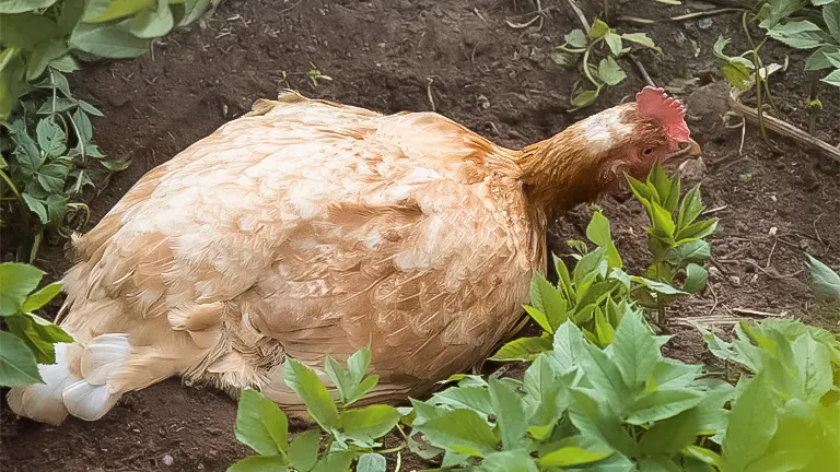 A chicken with golden feathers foraging in the soil among green plants