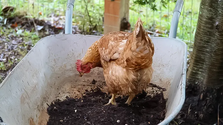 A chicken standing in a wheelbarrow with soil
