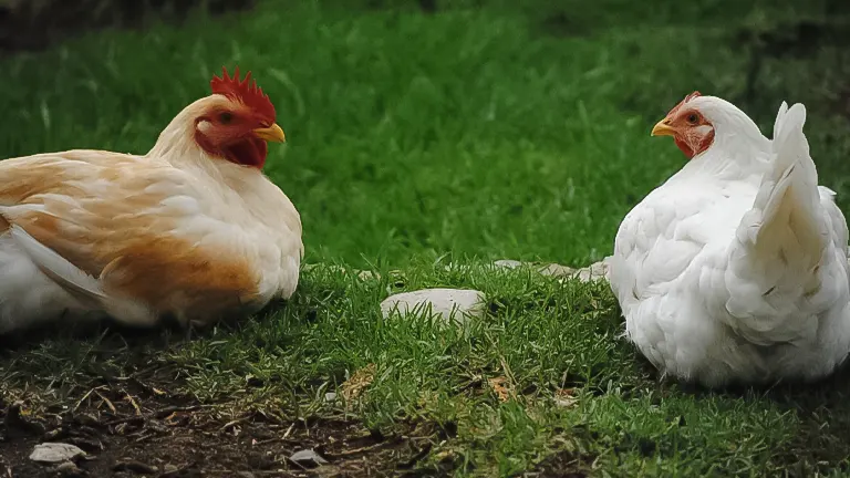 Two chickens, white and buff-colored, resting beside diatomaceous earth for their health care.