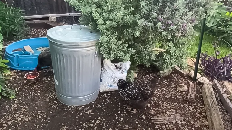 Spotted chicken near a trash bin and plants, with a bag of diatomaceous earth hinting at usage for poultry health