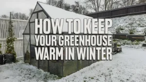 How to Keep Your Greenhouse Warm in Winter