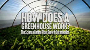 How Does a Greenhouse Work? The Science Behind Plant Growth Optimization
