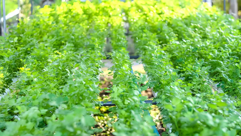 Rows of lush green aromatic herbs growing in a garden