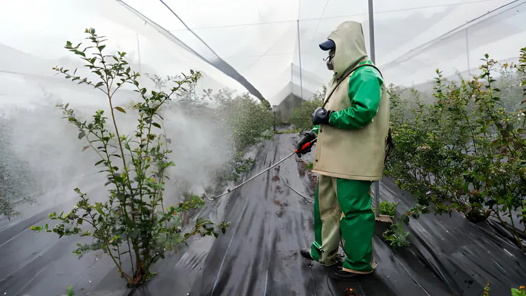 person in protective gear spraying pesticide in a greenhouse