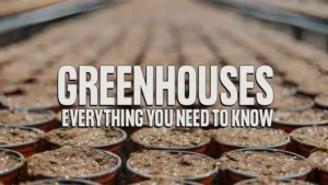 Greenhouses: Everything You Need to Know