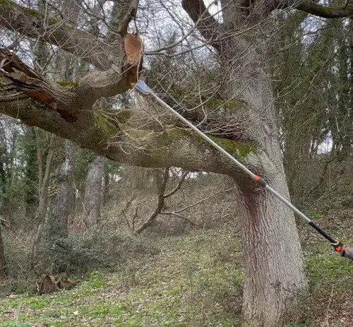 Pole saw cutting a branch in a wooded area