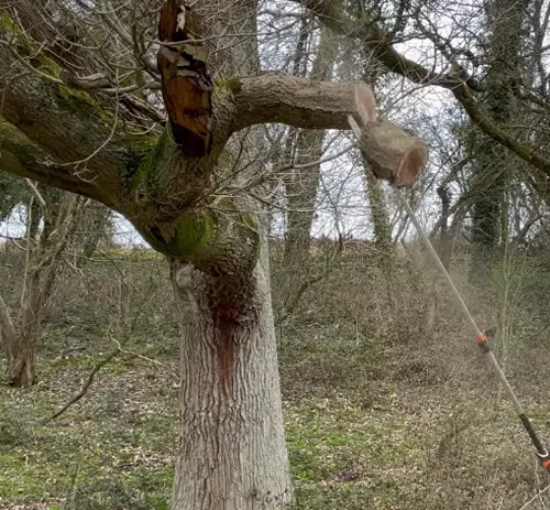 Action shot of a tree branch being cut in a wooded area