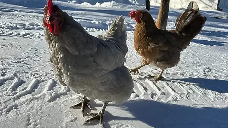 Chickens walking on snow-covered ground