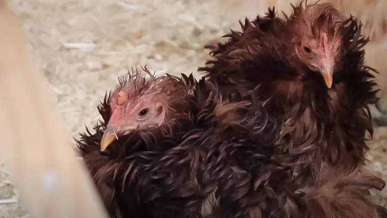 Fluffed-up chickens conserving warmth indoors