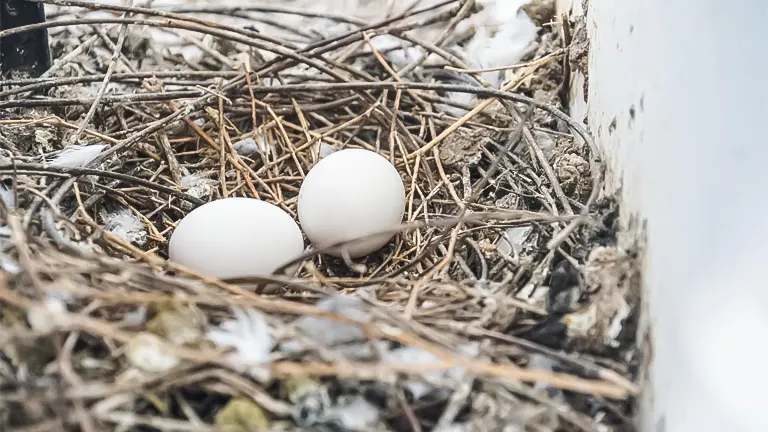Two eggs in a natural nest with feathers and twigs