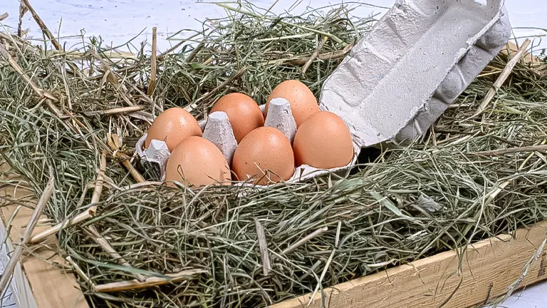 Fresh eggs in a hay-lined nest box with a carton