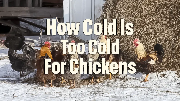 How Cold Is Too Cold For Chickens - Forestry Reviews