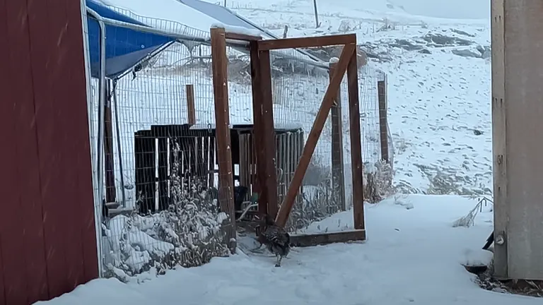 A chicken by a snowy coop entrance