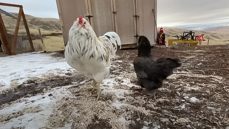 Two chickens outside with patches of snow on the ground, suggesting cold weather