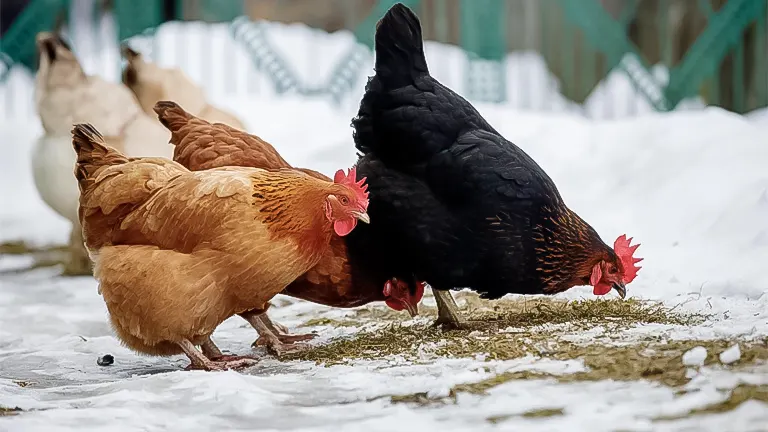 Chickens foraging near snow