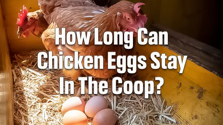 How Long Can Chicken Eggs Stay In The Coop? Understanding Freshness and Safety