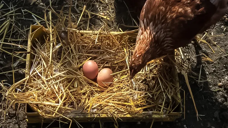 Brown hen near three eggs in a straw-filled coop