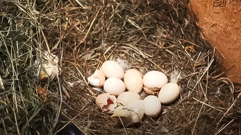 Fresh and broken eggs in a straw nest inside a coop