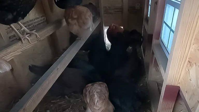 Chickens inside a wooden coop with straw and a window
