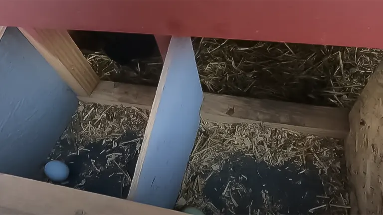 Chicken egg in a coop with straw bedding and ventilation gaps