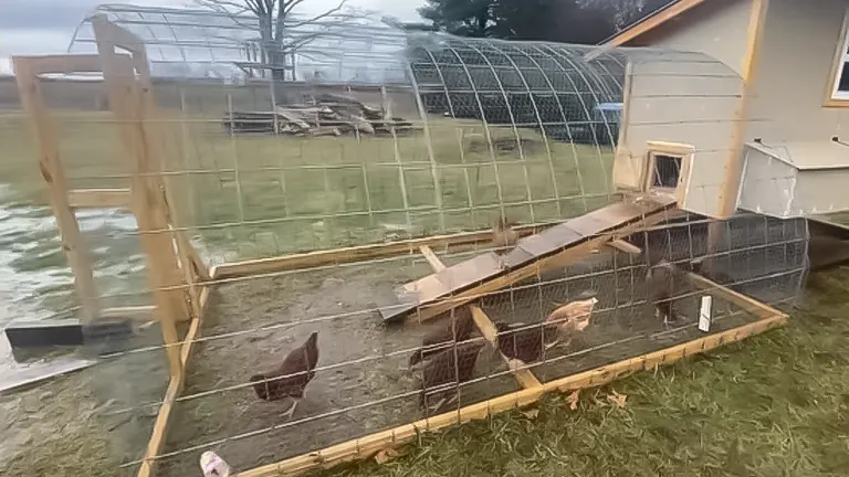 Chickens in a fenced outdoor run next to a beige coop with a ramp leading inside, in a yard with a large greenhouse structure in the background.