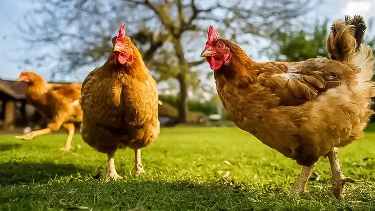 Three chickens exploring a sunny backyard