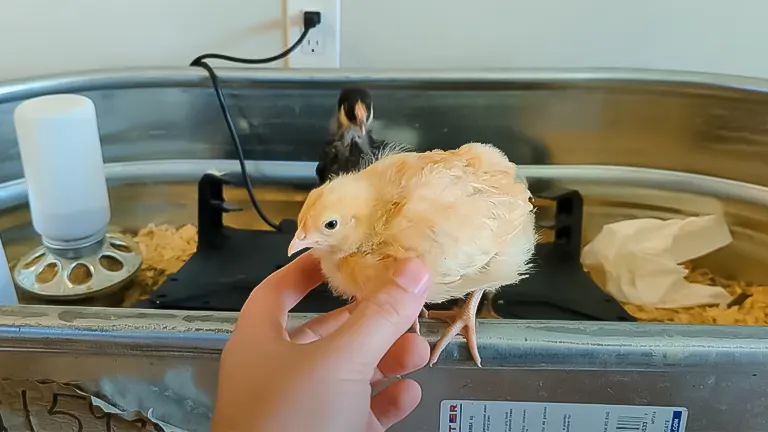 person holding a small yellow chick with another chick in the background, inside a metal basin