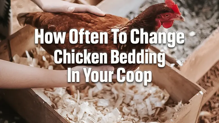 How Often To Change Chicken Bedding In Your Coop