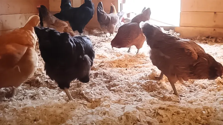 Hens foraging on clean coop bedding, relevant to coop maintenance frequency