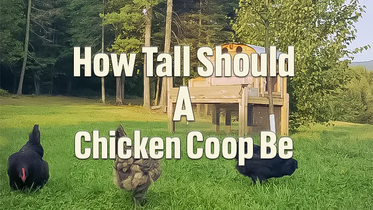 How Tall Should A Chicken Coop Be? My Quest for Perfect Chicken Raising