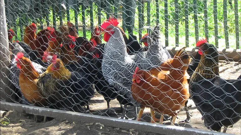 Flock of chickens behind wire mesh in a coop run