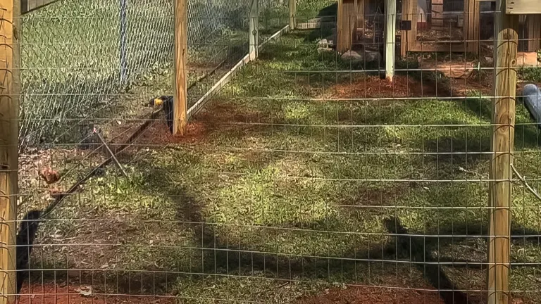 In-progress chicken run with wire fencing and chickens