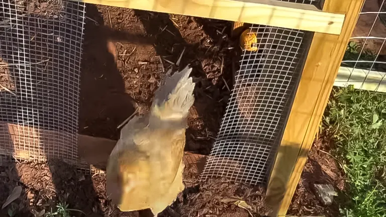 Chicken exiting a wooden and wire mesh chicken run