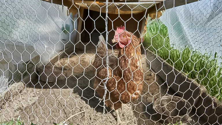 Chicken behind a wire fence with an A-frame coop in the background