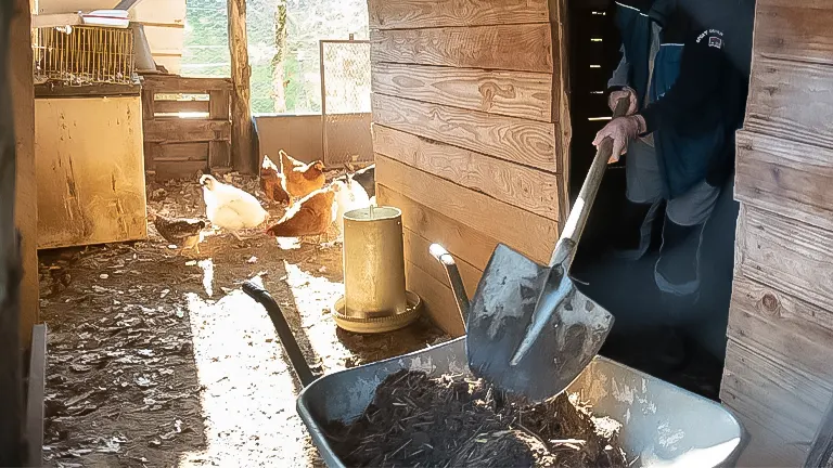 Person shoveling compost in a barn with chickens