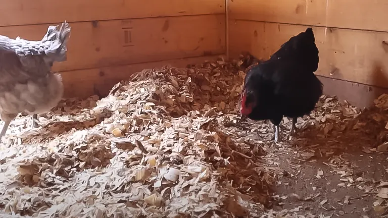 Chickens pecking on wood shavings inside a wooden coop