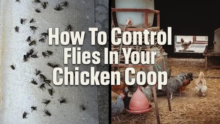 How To Control Flies In Your Chicken Coop: Proven Tips