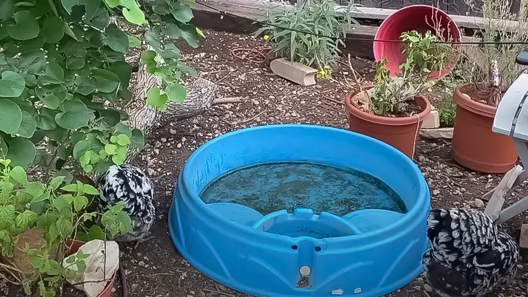Chickens near water basin in garden