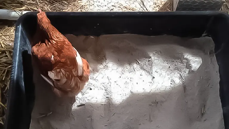 Chicken pecking at diatomaceous earth in coop