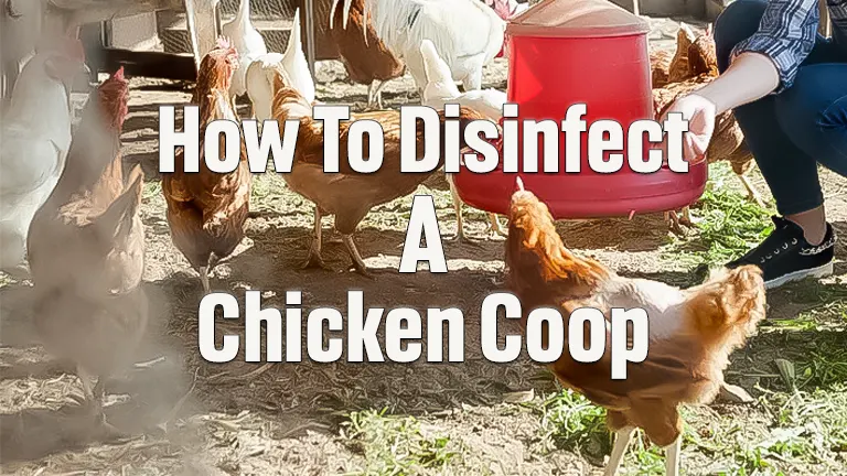 How To Disinfect A Chicken Coop: An In-Depth Review From Personal Experience