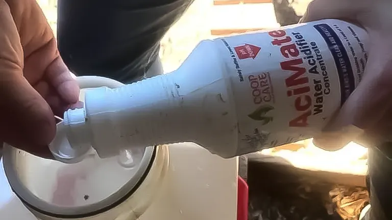 Pouring disinfectant into a chicken coop waterer