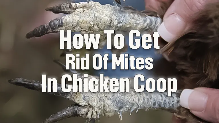 How To Get Rid Of Mites In Chicken Coop: Personal Insights and Assessment